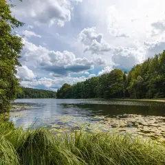 Spokojne jezioro w Drawskim Parku Krajobrazowym, otoczone bujną zielenią drzew i porośnięte liliami wodnymi.